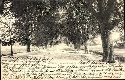 Ak Weimar in Thüringen, Belvedere-Allee