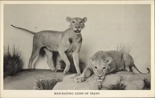 Ak Chicago Illinois USA, Field Museum of Natural History, Man Eating Lions of Tsavo