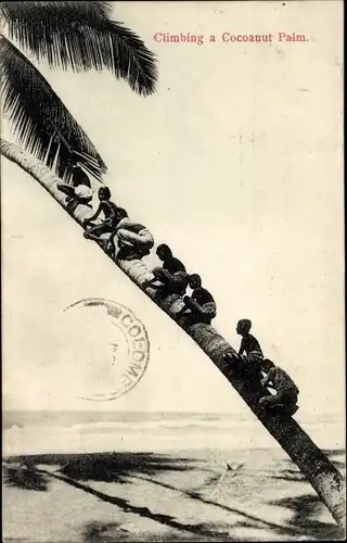 Ak Ceylon Sri Lanka, Climbing a Cocoanut Palm