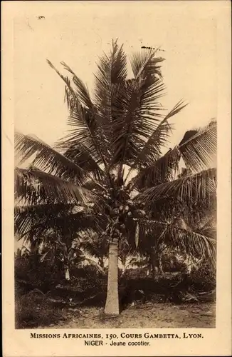 Ak Niger, Jeune cocotier, Kokospalme, Missions Africaines