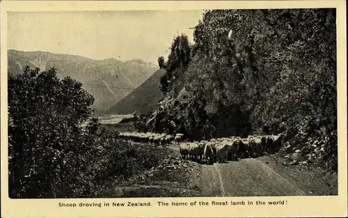 Ak Neuseeland, Sheep droving in the New Zealand.