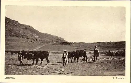 Ak Lesotho, Labours, Kuhgespann, Feldarbeiter, Société des Missions Évangéliques