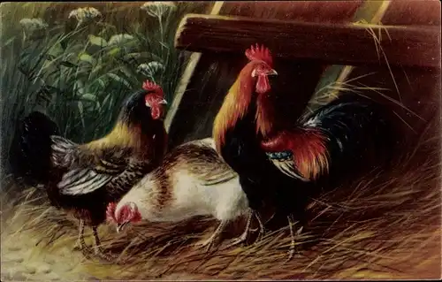 Ak Bauernhof-Tiere, Hühner, Hahn