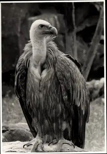 Foto Geier, Tierportrait, Vogel, Raubvogel