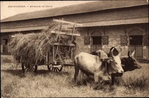 Ak Madagaskar, Attelage de Zebus, Rinderfuhrwerk