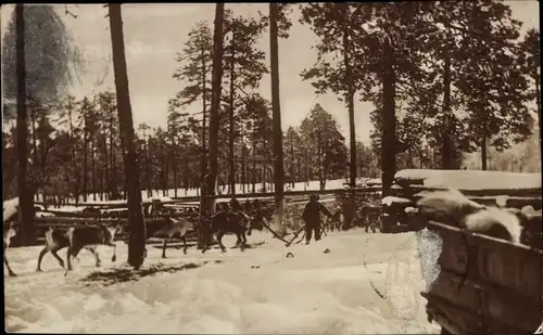 Ak Finnland, Rentiere, Schneelandschaft