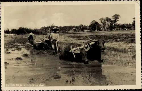 Ak Cochinchine Vietnam, La Bourage, Bauern, Rind, Landwirtschaft