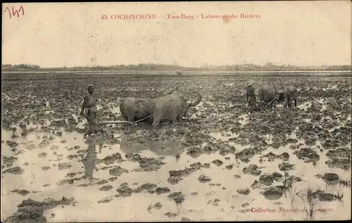 Ak Cochinchine Vietnam, Tian-Bang, Labourage des Rizieres