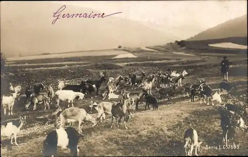 Ak Landschaft mit Ziegenherde und Hirte