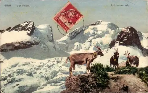 Ak Schweiz, Sur l'alpe, auf hoher Alp, Gebirgslandschaft mit Ziegen