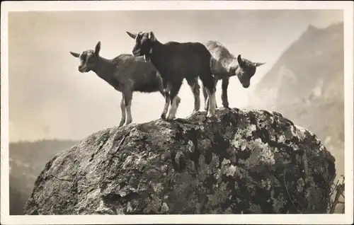 Ak Schweiz, Gitzi, kleine Ziegen auf einem Stein