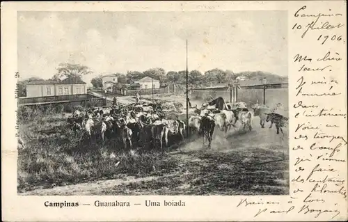 Ak Campinas Brasilien, Guanabara, Uma boiada
