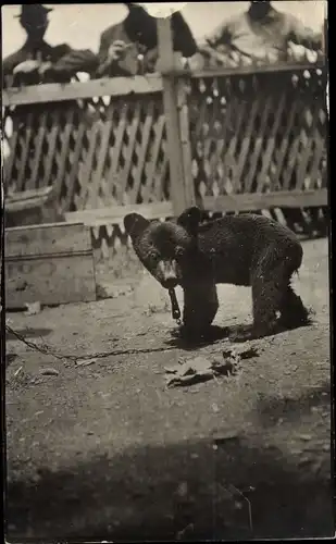 Foto Ak Angeleinter Bär im Gehege