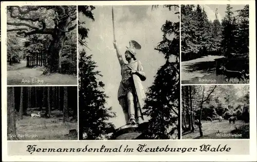 Ak Detmold am Teutoburger Wald, Hermannsdenkmal, Alte Eiche, Weißer Hirsch, Rothirsch, Wildschweine