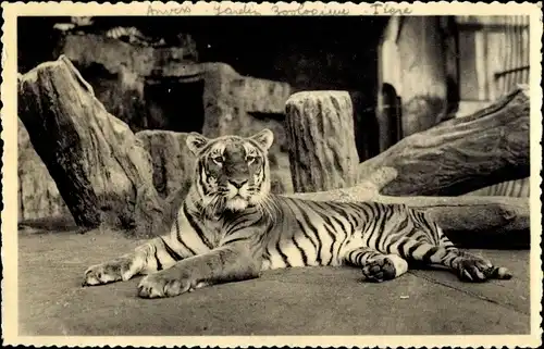 Ak Anvers Antwerpen Flandern, Jardin Zoologique, Tiger