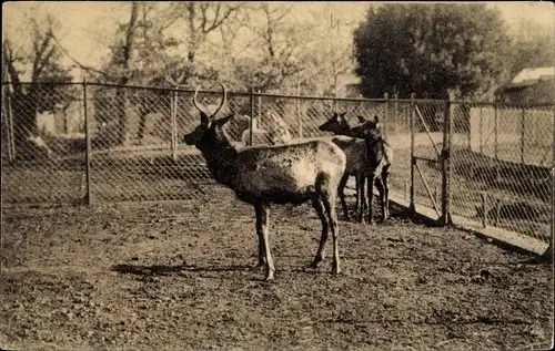 Ak Roma Rom Lazio, Giardino Zoologico, Cervi Wapiti