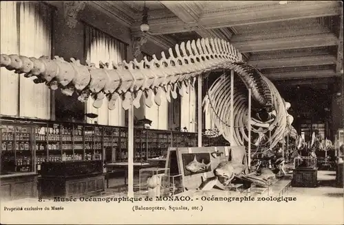 Ak Monaco, Oceanographie zoologique, Dinosaurier, Skelett