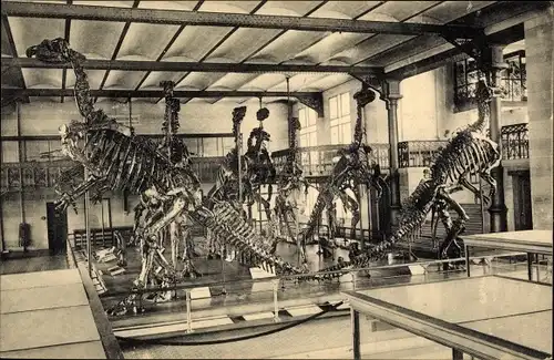 Ak Bruxelles Brüssel, Musee Royal d'Histoire Naturelle, Galerie Nationale, Dinosaurier, Skelett