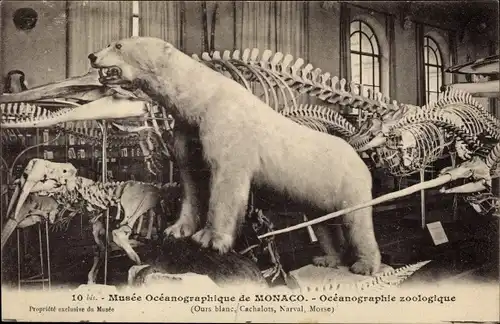 Ak Monaco, Oceanographie zoologique, Eisbär, Dinosaurier, Skelett
