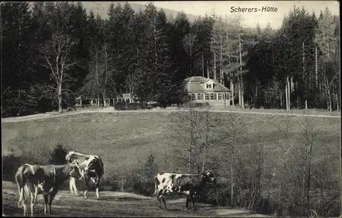 Ak Friedrichroda im Thüringer Wald, Scherers Hütte im Wald, weidende Kühe