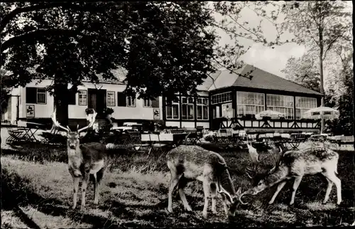 Ak Braunfels an der Lahn, Forsthaus im Tiergarten