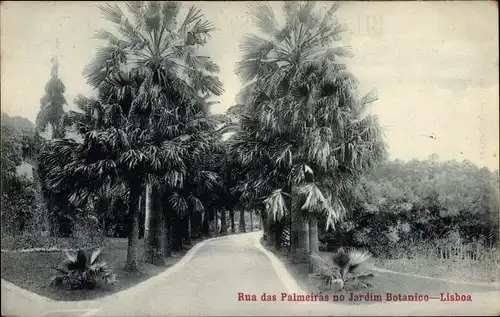 Ak Lisboa Lissabon Portugal, Rua das Palmeiras no Jardim Botanico