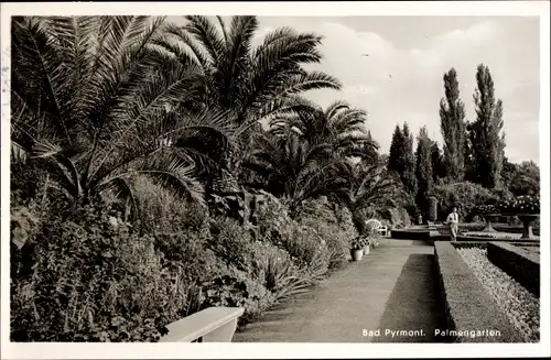 Ak Bad Pyrmont in Niedersachsen, Palmengarten