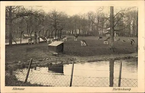 Ak Alkmaar Nordholland Niederlande, Hertenkamp