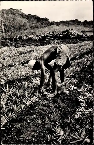 Ak Afrika, Bauer, Pflücker, Feld mit Pflanzen, Landwirtschaft