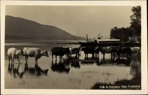 Ak Coniston Cumbria England, A Summer Day, Rinder im Wasser