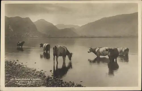Ak Cumbria England, Derwent Water, Rinder im See