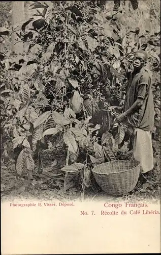 Ak DR Kongo Zaire, Afrikaner erntet Kaffeebohnen auf einer Plantage, Café Libéria