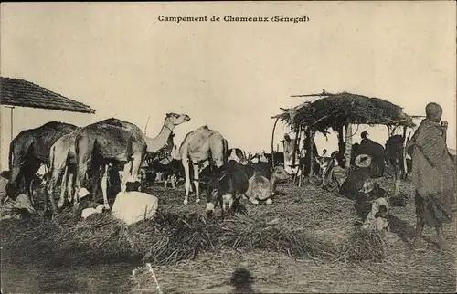 Ak Kamele, Lager, Chameaux, Senegal