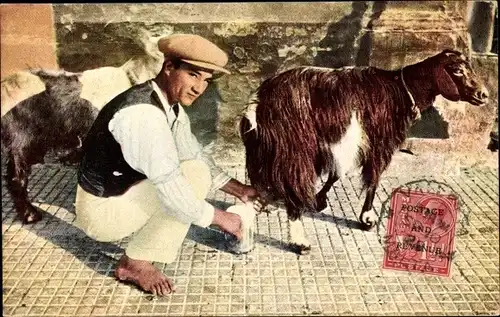 Ak Malta, Maltese Goat Man, Milker, Ziegen