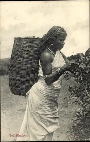 Ak Tea Plucker, Tee-Pflückerin mit Korb