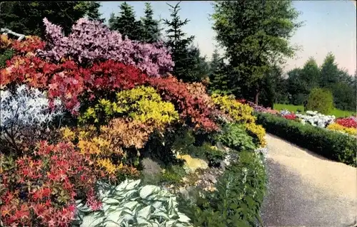 Ak Kamenz in Sachsen, Azaleen-Anlagen auf dem Hutberg