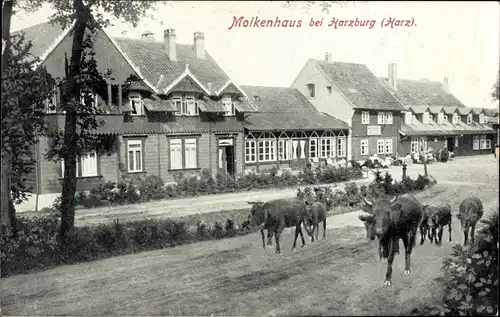 Ak Bad Harzburg am Harz, Molkenhaus, Kühe