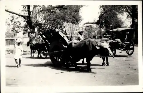Foto Ak Asien, Indien ?, Straßenpartie mit Rindergespann, Wasserbüffel