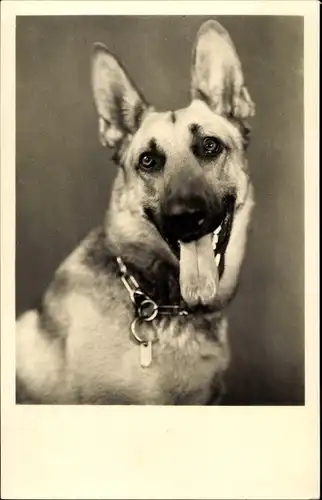 Ak Deutscher Schäferhund, Hundeportrait, Lange Zunge, Spitze Ohren
