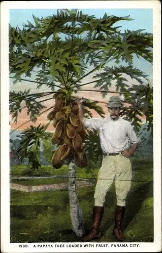 Ak Panamy City, A Papaya Tree loaded with fruit, Farmer