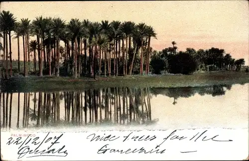 Ak Ägypten, Palmwood