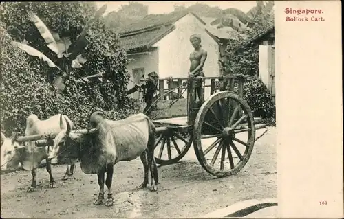 Ak Singapore Singapur, Bollock Cart, Ochsenkarren