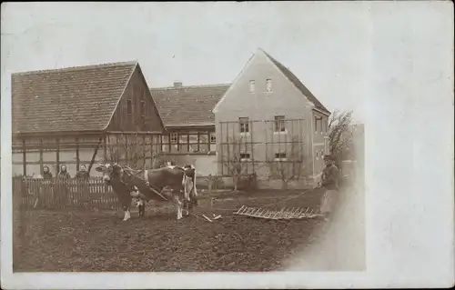Foto Ak Langenleuba Niederhain Thüringen, Bauer mit Rinderpflug auf dem Feld, Bauernhof