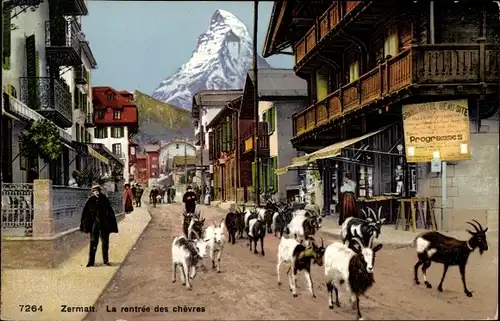 Ak Zermatt Kt. Wallis Schweiz, La rentree des chèvres, Straßenpartie mit Ziegen