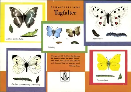 Stundenplan Neue Sparkasse Hamburg, Schmetterlinge Tagfalter Schillerfalter Bläuling um 1960