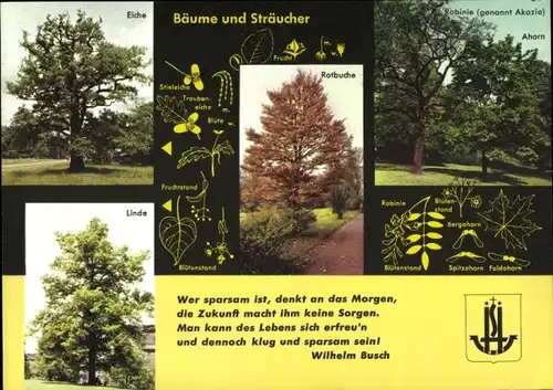 Stundenplan Neue Sparkasse Hamburg, Bäume und Sträucher Linde Ahorn um 1960