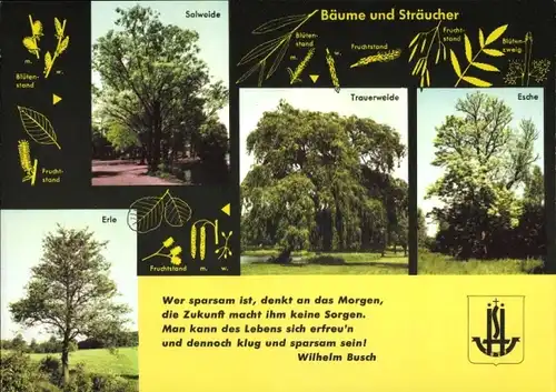 Stundenplan Neue Sparkasse Hamburg, Bäume und Sträucher Salweide Esche um 1960