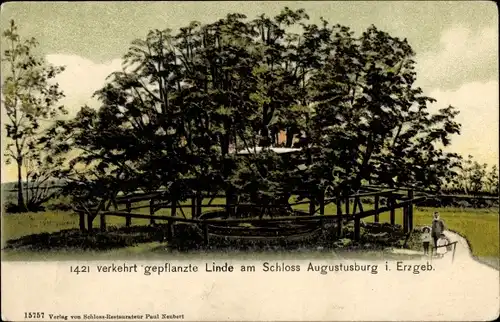 Ak Augustusburg im Erzgebirge, 1421 Verkehrt gepflanzte Linde am Schloss