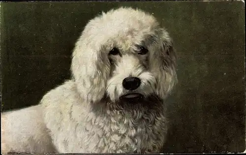 Künstler Ak Tierportrait, weißer Hund