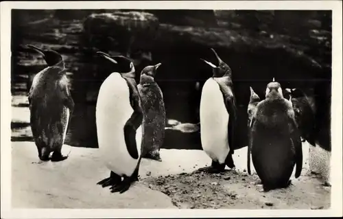 Ak Hamburg Eimsbüttel Stellingen, Carl Hagenbecks Tierpark, Südpolarpanorama, Königspinguine